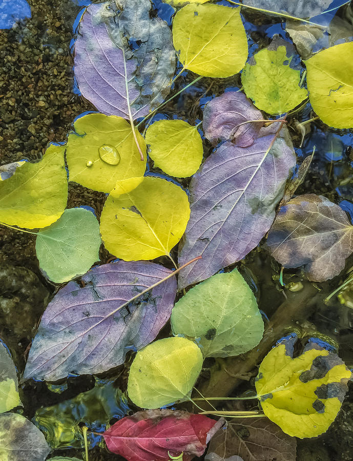 Autumn Leaves Photograph by Jonathan Nguyen