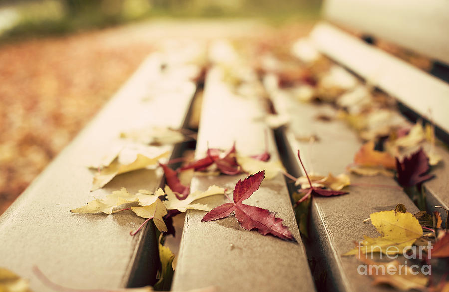 Fall Photograph - Autumn leaves  by Juli Scalzi