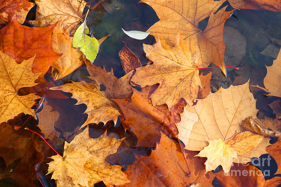 Autumn Leaves Photograph by Karen Adams