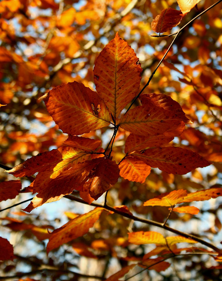 Autumn Leaves Photograph by Karen Harrison Brown