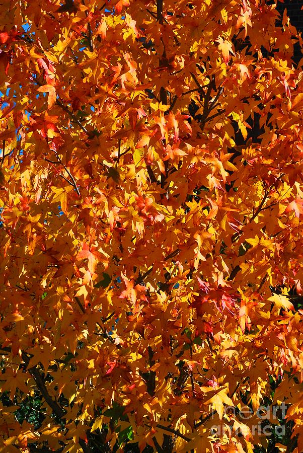 Autumn Leaves Photograph by Ken DePue
