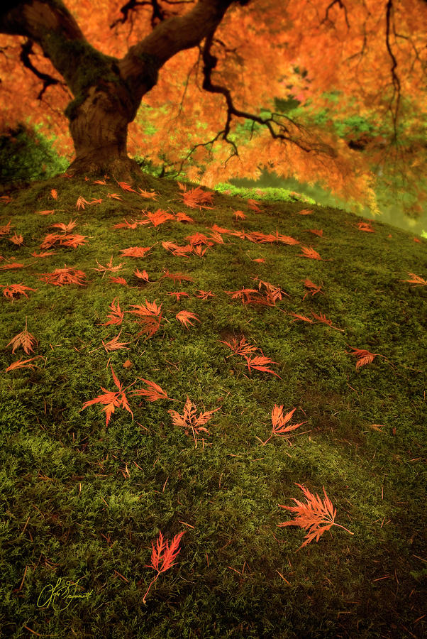 Autumn Leaves Photograph by Lori Grimmett