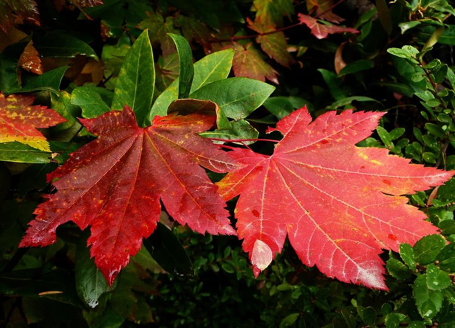 Autumn Leaves Photograph by Lori Seaman
