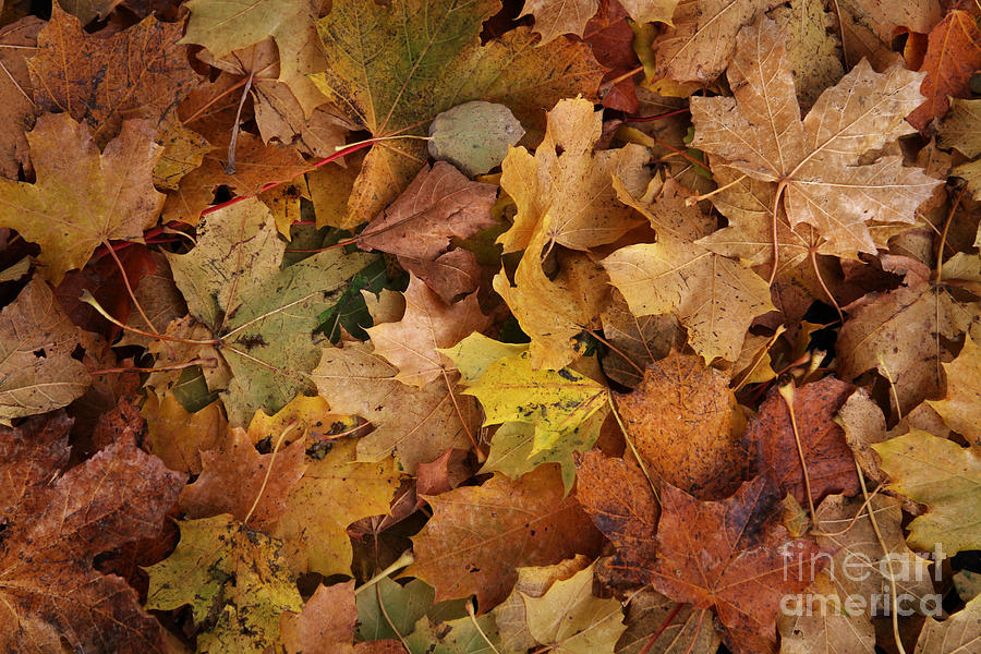 Autumn Leaves Photograph by Lutz Baar