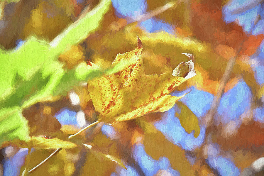 Autumn Leaves Macro 4 Impressionistic and Texture  Digital Art by Linda Brody