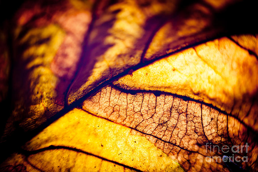 Autumn leaves macro Photograph by Raimond Klavins