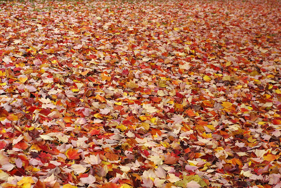 Autumn Leaves Photograph by Marilyn Wilson