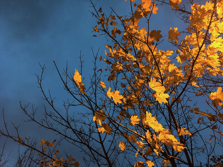 Autumn Leaves Photograph by Marina Usmanskaya