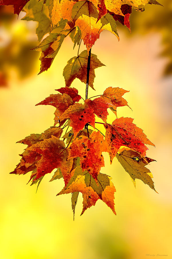 Autumn Leaves Photograph by Marty Saccone