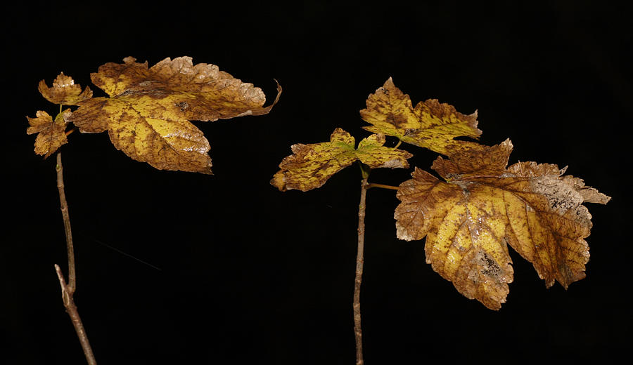 Autumn Leaves Photograph by Masami Iida