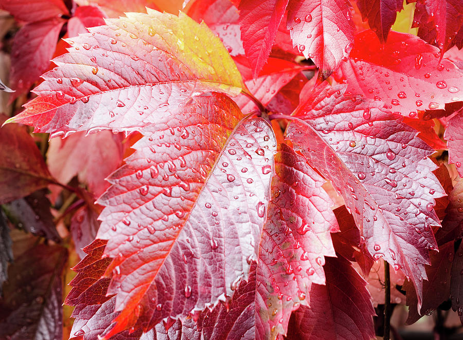 Autumn Photograph - Autumn Leaves by Maurizio Incurvati Autumn Photograph - Autumn Leaves by Maurizio Incurvati