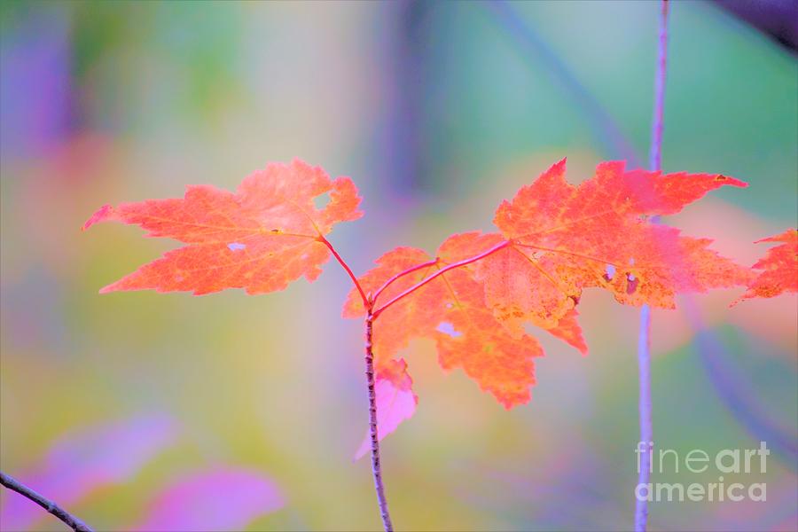 Autumn Leaves Photograph by Merle Grenz