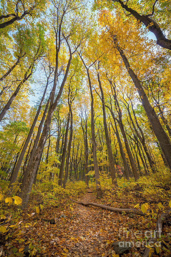 Shenandoah National Park Photograph - Autumn Leaves by Michael Ver Sprill