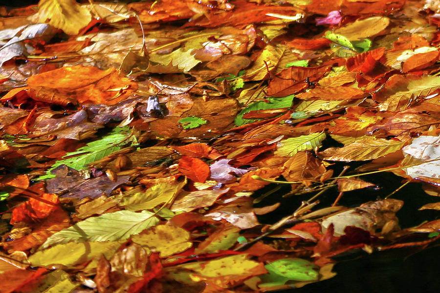 Autumn Leaves Photograph by Mitch Cat