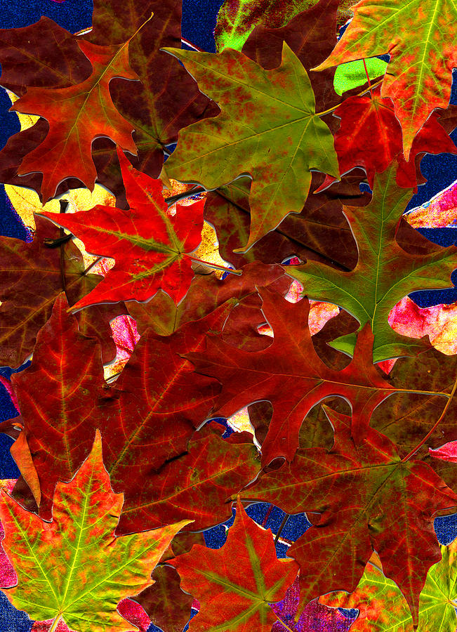 Autumn Leaves Photograph by Nancy Mueller