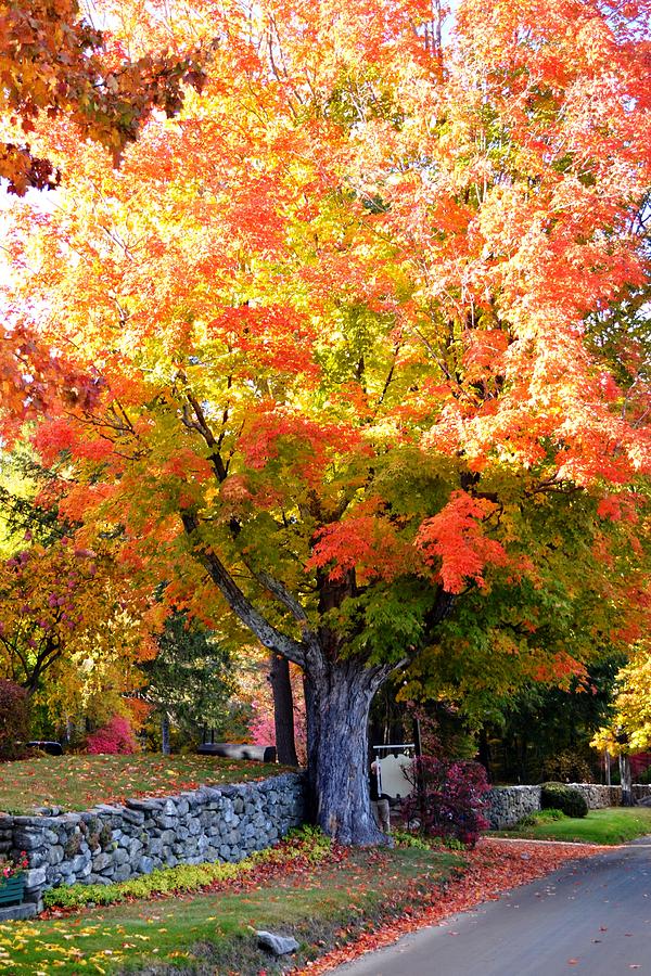 Autumn Leaves by Nina-Rosa Duddy Autumn Leaves by Nina-Rosa Duddy