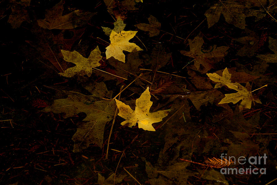 Autumn Leaves on a Cold Wet Forest Floor Photograph by Wernher Krutein