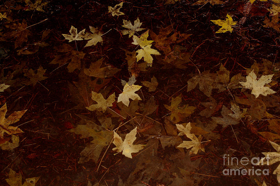 Autumn Leaves on a Rainy Forest Floor Photograph by Wernher Krutein
