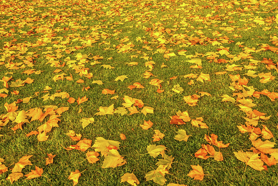 Autumn Leaves on Lawn Photograph by Marv Vandehey | Fine Art America