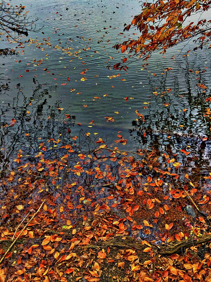 Autumn Leaves On The Lake Photograph