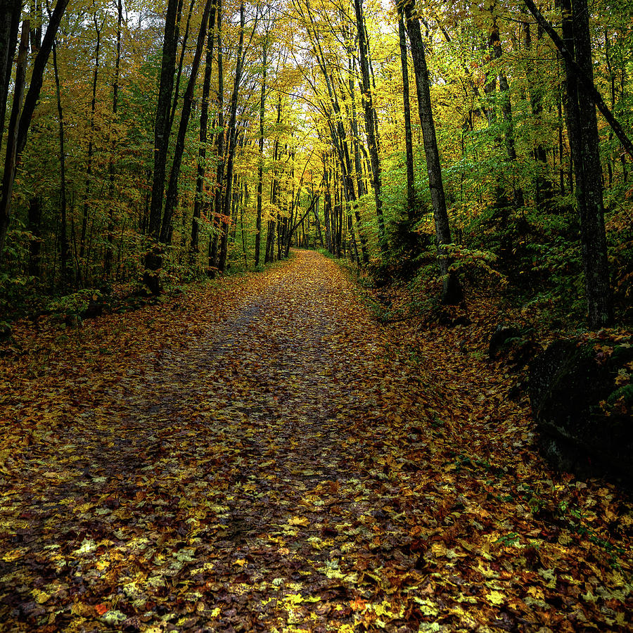 Autumn Leaves on the Trail Photograph by David Patterson
