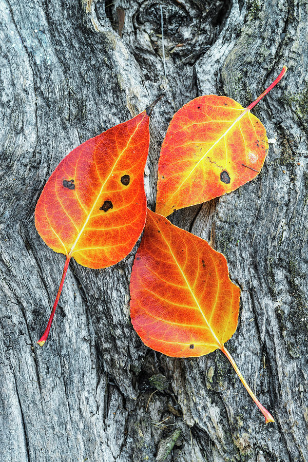 Autumn leaves on tree bark Photograph by Vishwanath Bhat