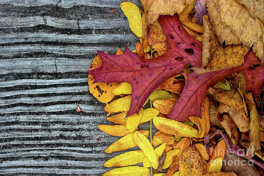 Nature Photograph - Autumn Leaves on Wood by Mike Nellums