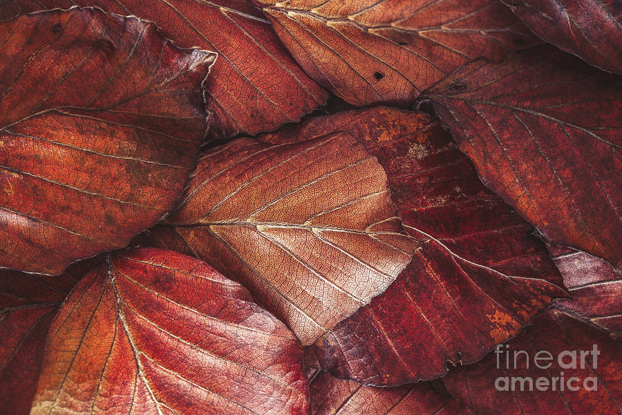 Nature Photograph - Autumn leaves by Onelia PGPhotography