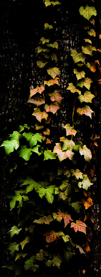 Fall Photograph - Autumn Leaves by Parker Cunningham