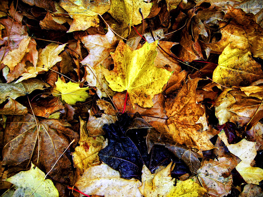 Autumn leaves. Photograph by John Paul Cullen