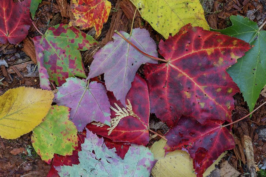 Autumn Leaves Photograph by Paul Schultz