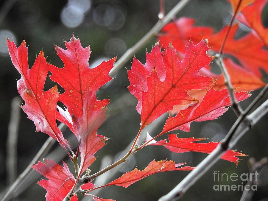 Autumn Leaves Photograph by Peggy Hughes