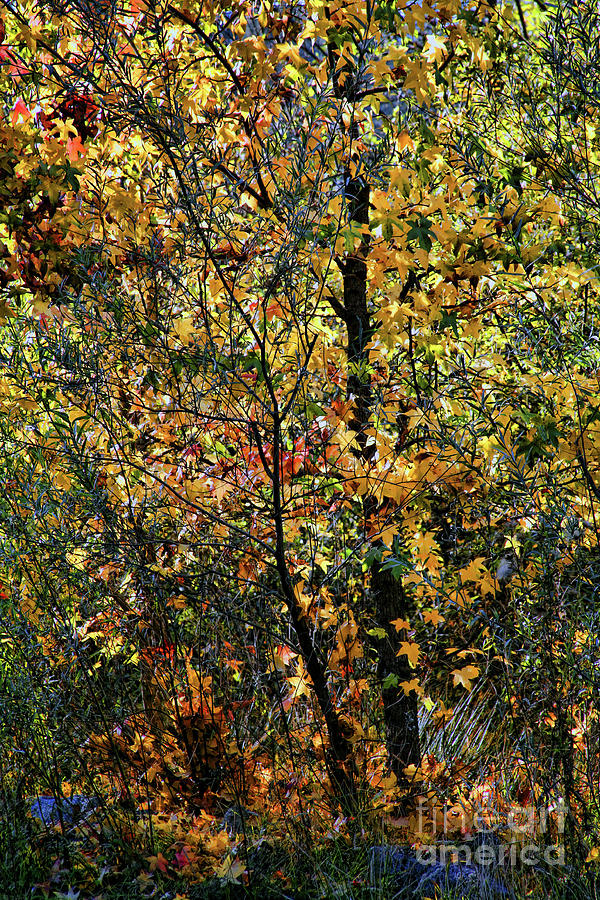 Autumn Leaves Plenty  Photograph by Chuck Kuhn