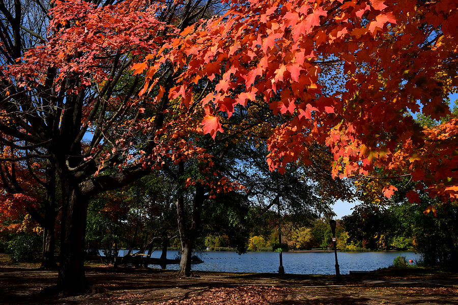 Autumn Leaves Prospect Park Brooklyn Photograph by Diane Lent