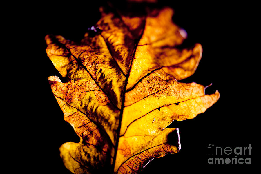 Autumn Leaves  Photograph by Raimond Klavins