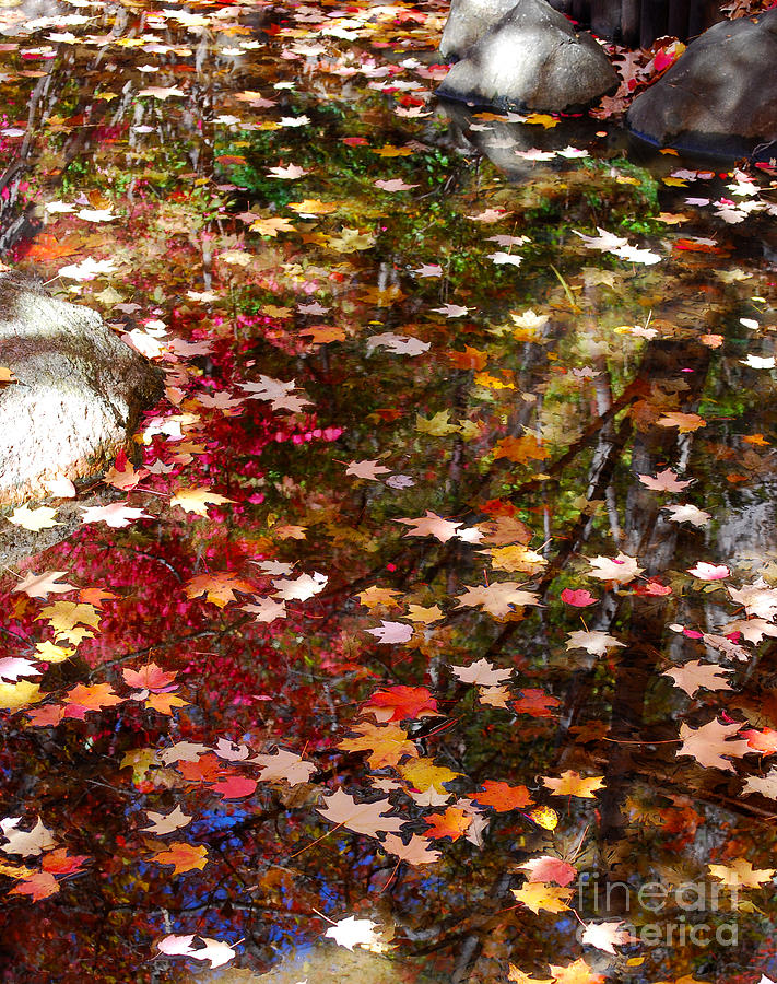 Tree Photograph - Autumn Leaves Reflections by Nancy Mueller