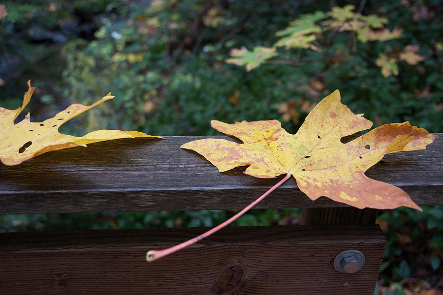 Autumn Leaves Photograph by Robert Braley