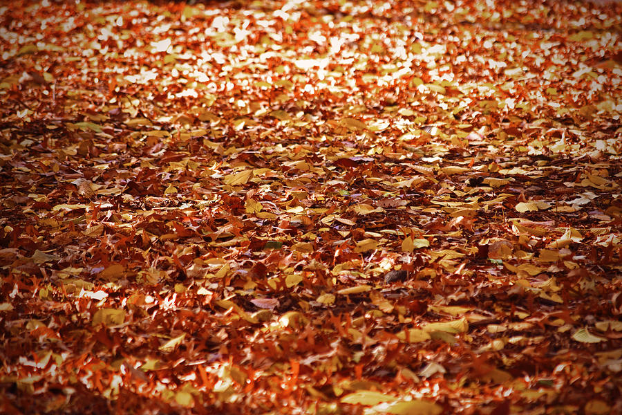 Autumn leaves  Photograph by Sandy Taylor