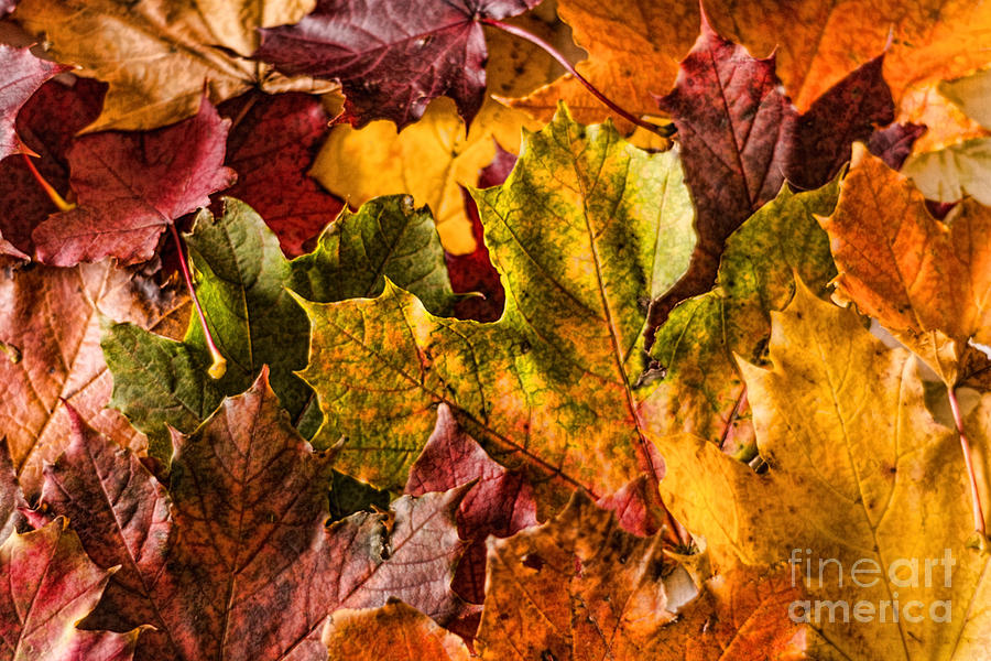 Autumn Leaves Photograph by Steve Purnell