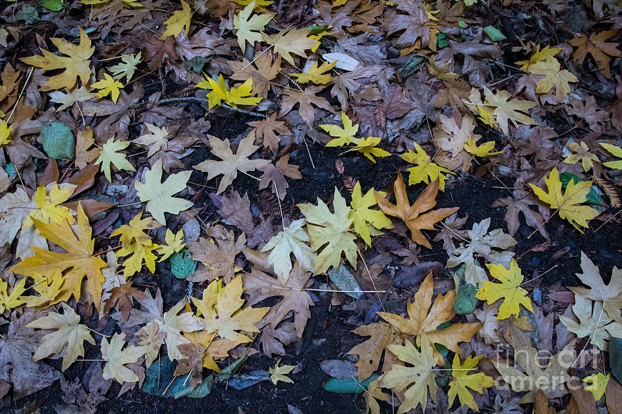 Autumn Leaves Photograph by Suzanne Luft