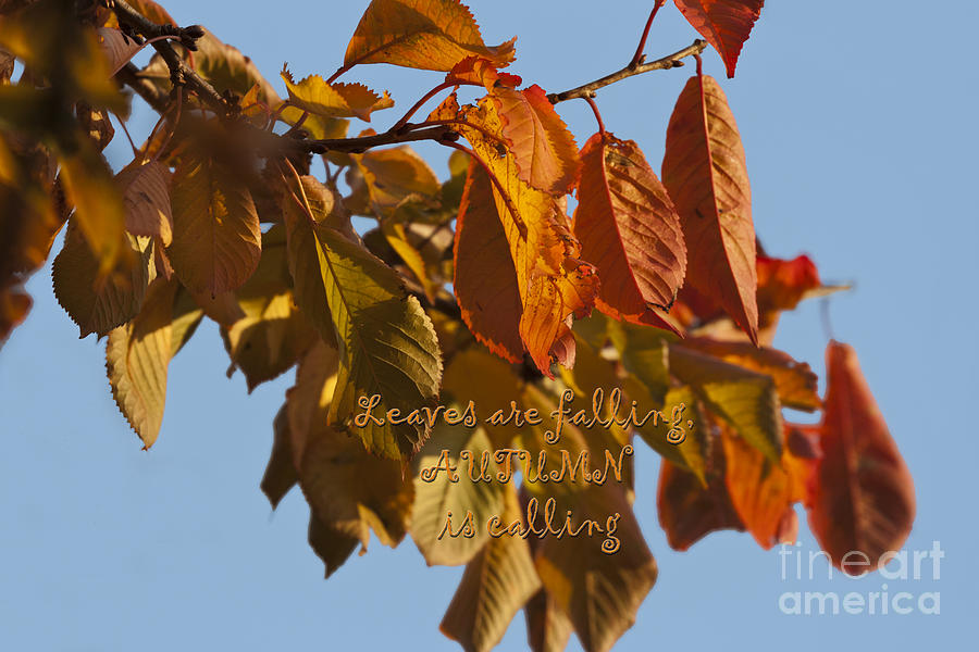 Nature Photograph - Autumn Leaves by Terri Waters