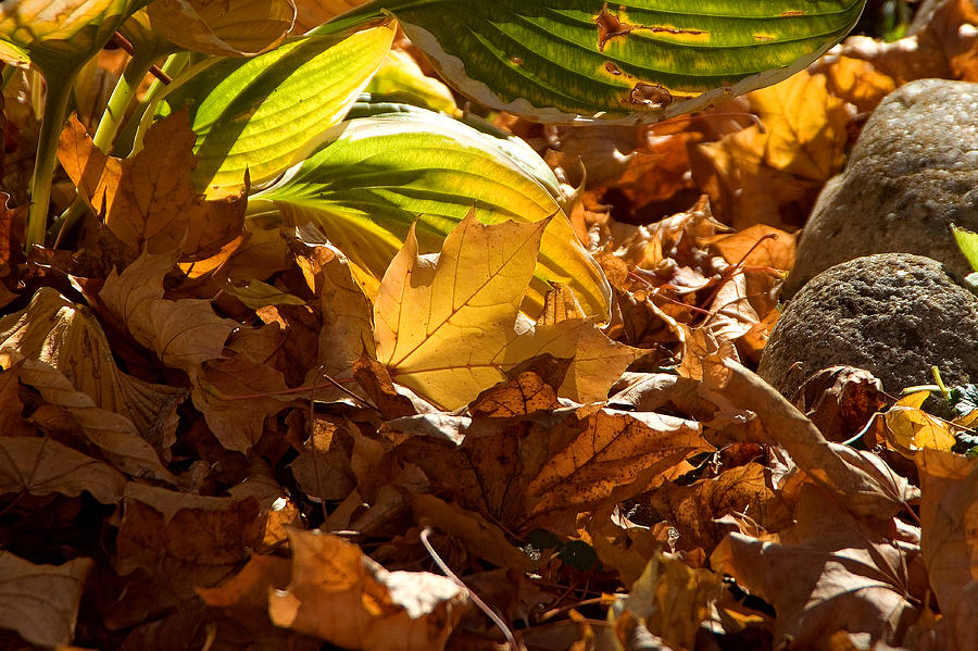 Autumn Leaves Photograph by Thomas Firak