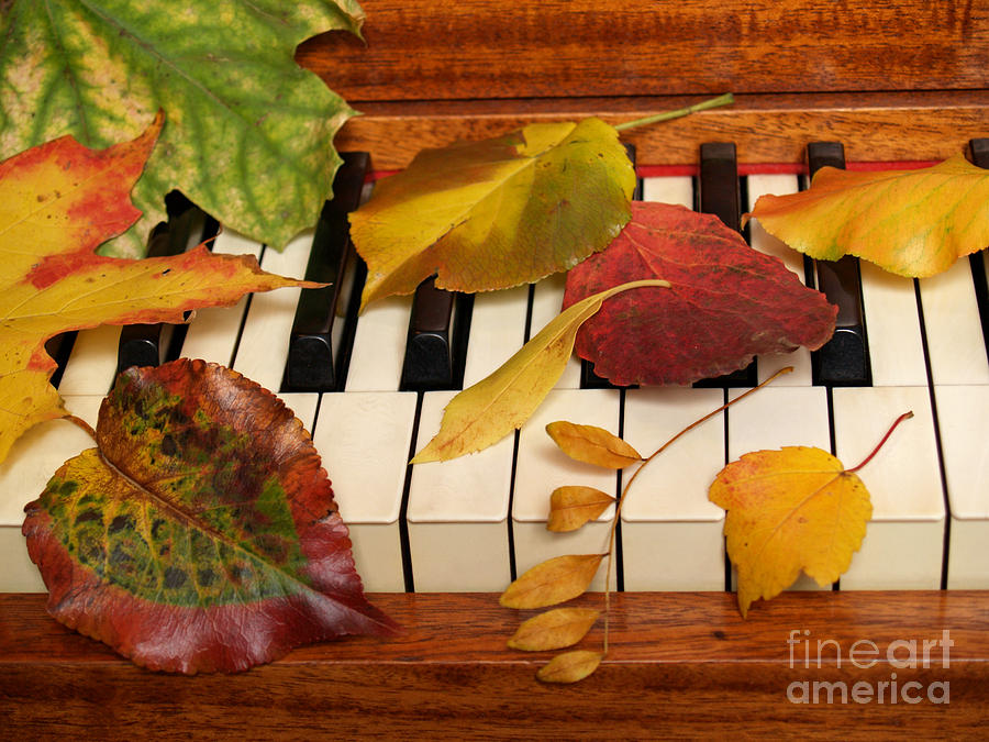 Autumn Leaves Tickle the Ivories Photograph by Anna Lisa Yoder