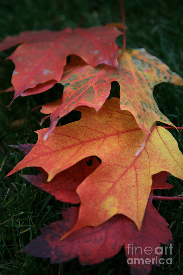Autumn Leaves Photograph by Timothy Johnson