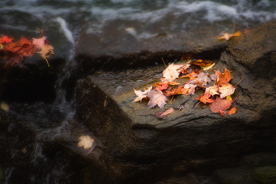 Autumn Leaves Photograph by Tom Mc Nemar