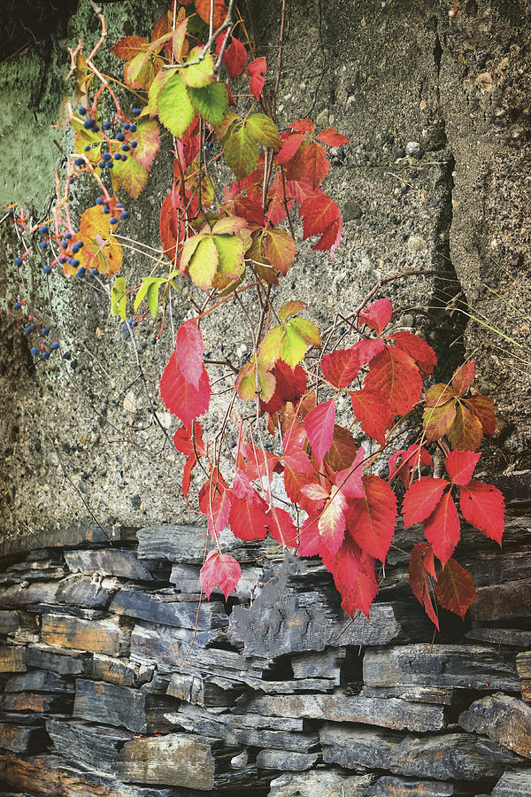 Autumn Leaves Photograph by Tom Singleton