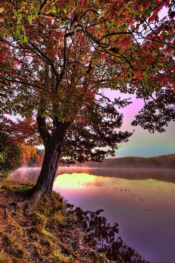 Autumn Leaves Tree at Blue Ridge Lake Photograph by Dan Carmichael