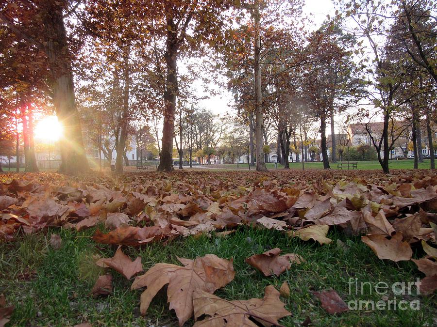 Fall Photograph - Autumn Leaves by Vesna Martinjak