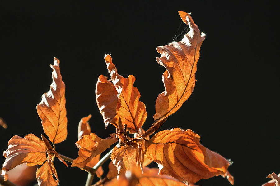 Autumn leaves Photograph by Wendy Cooper