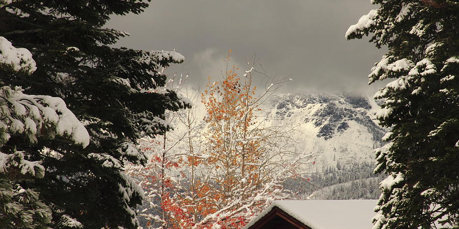 Mountain Photograph - Autumn Leaves Winter Snow by Diane Zucker